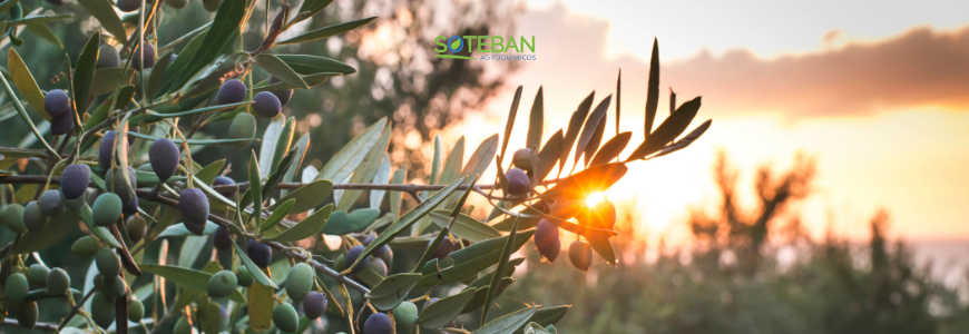 Nutrición de olivos en Córdoba